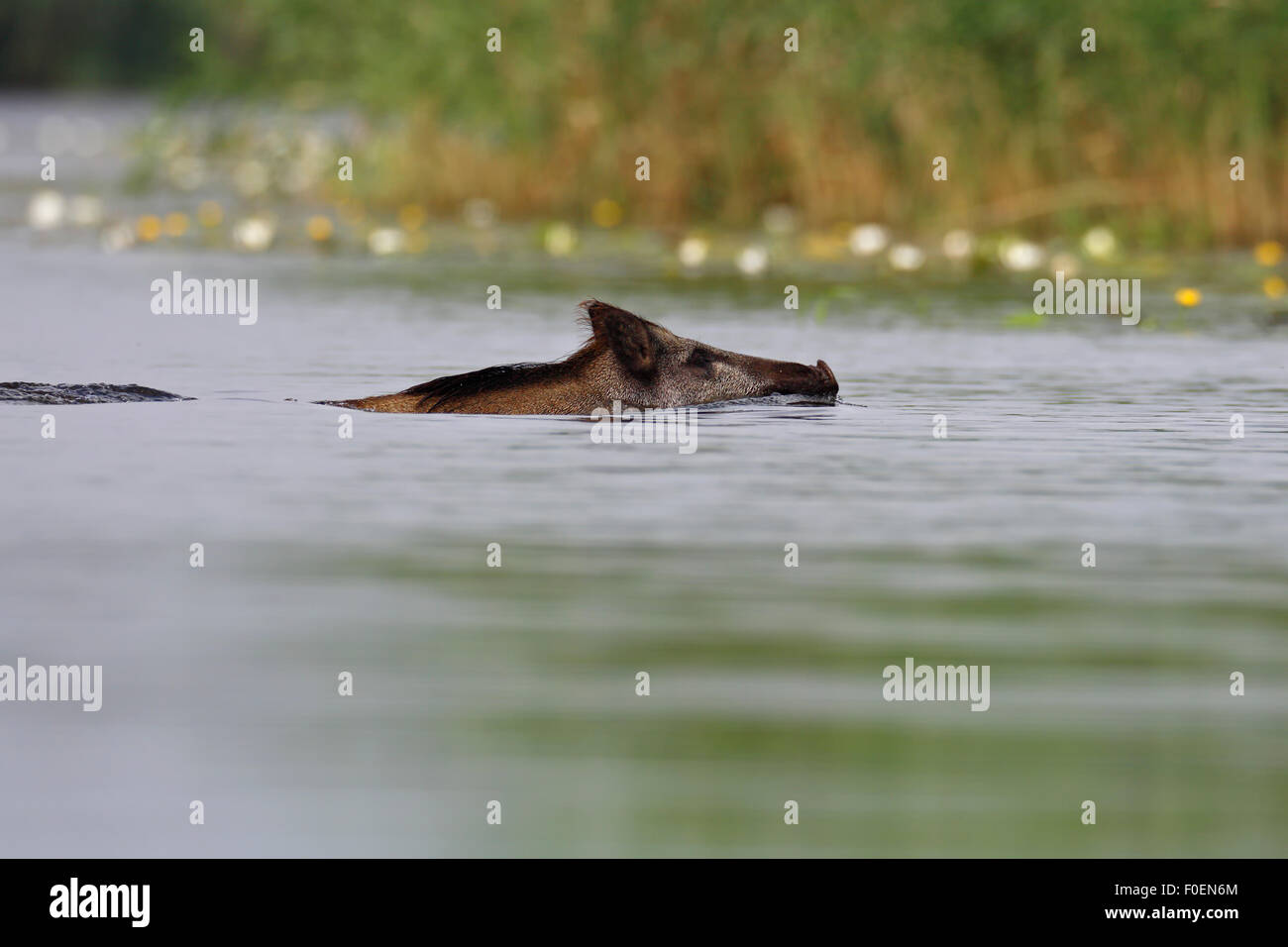 Le sanglier (Sus scrofa) Nager dans l'eau, Mecklembourg, occidentale, Allemagne Banque D'Images