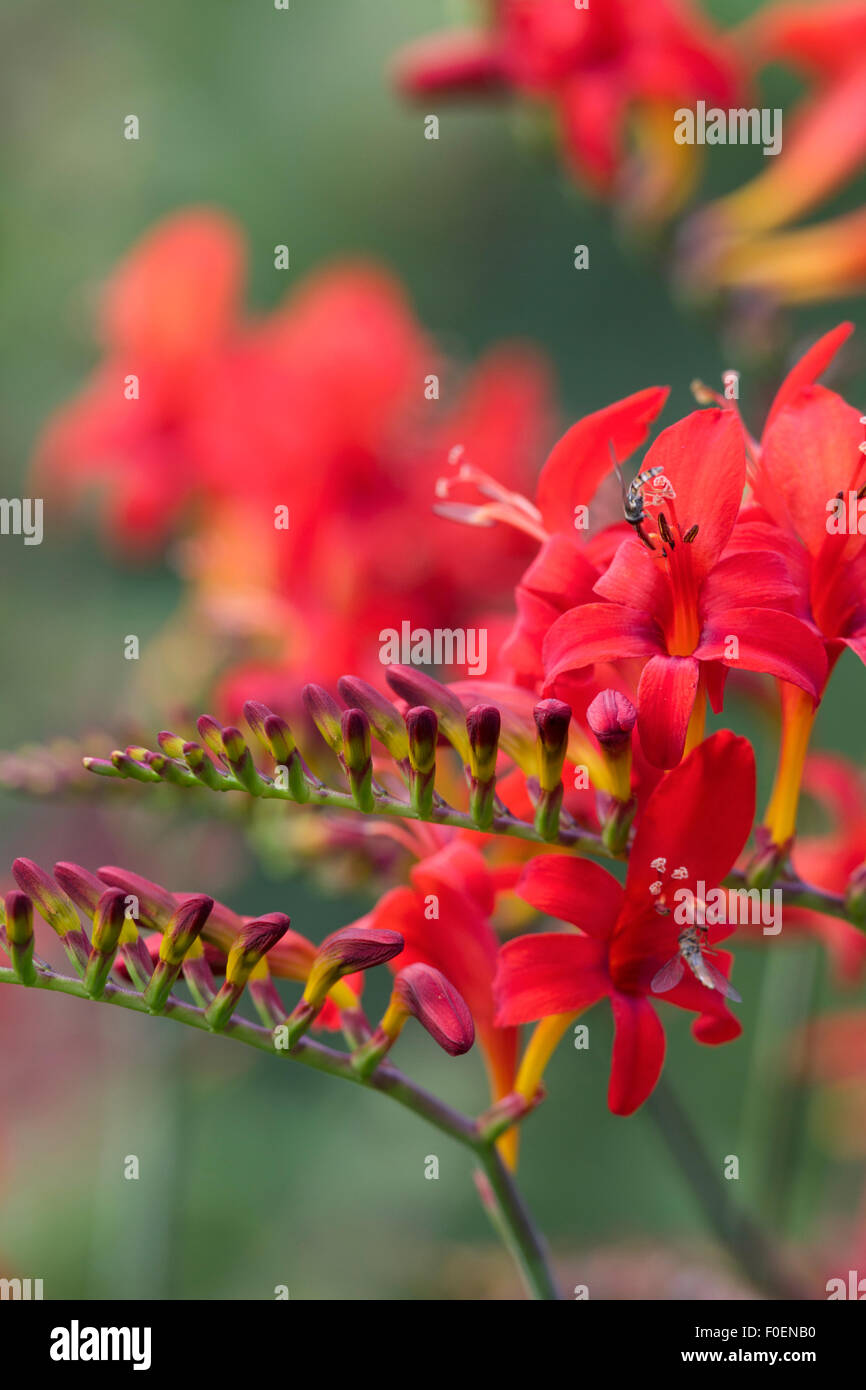 Montbretia Crocosmia 'Lucifer' Banque D'Images