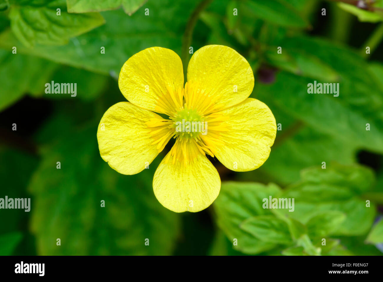 Ranunculus repens, la renoncule rampante, creeping crowfoot Banque D'Images