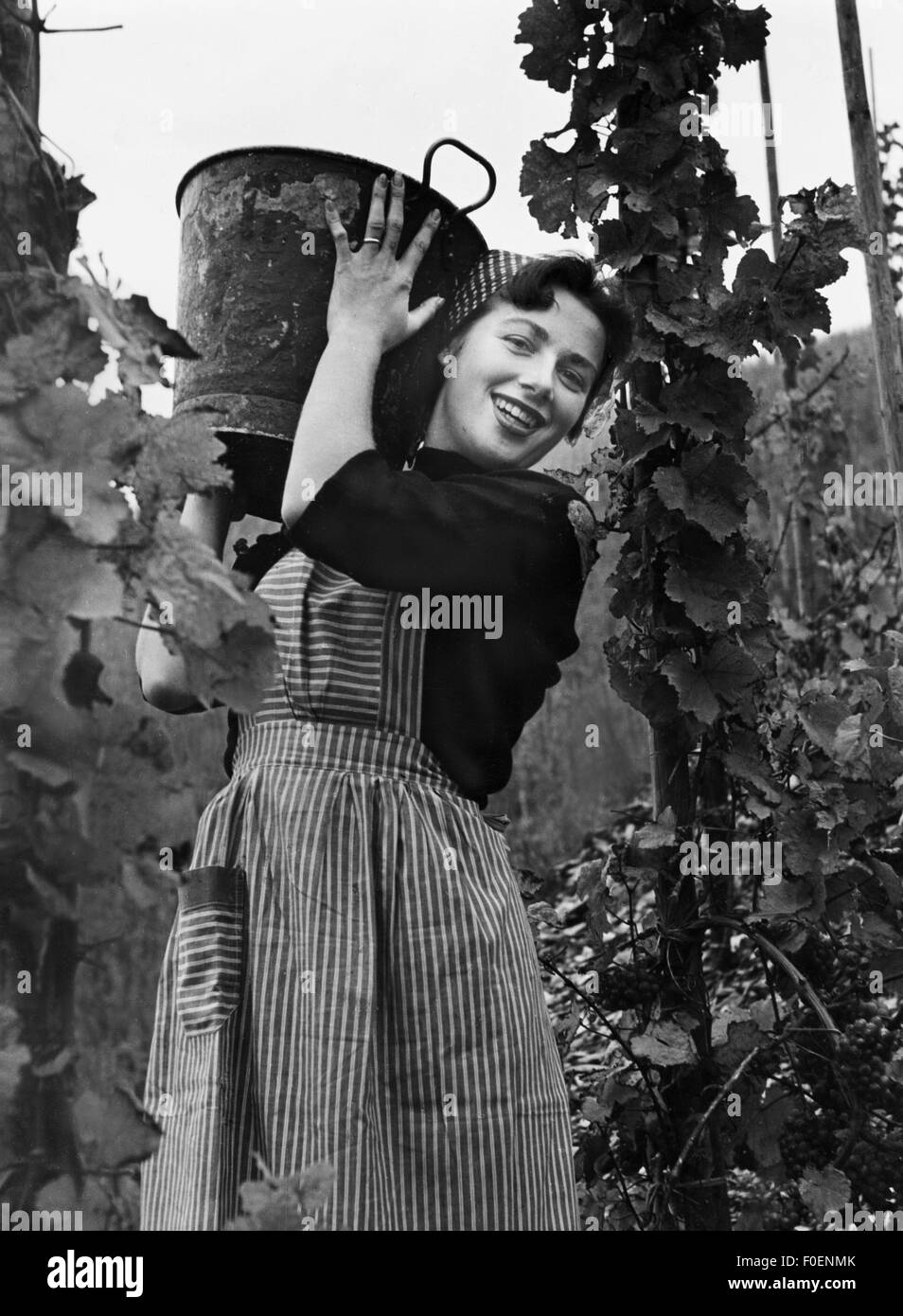 agriculture, viticulture, femme pendant la cueillette de raisin, 1957, droits additionnels-Clearences-non disponible Banque D'Images