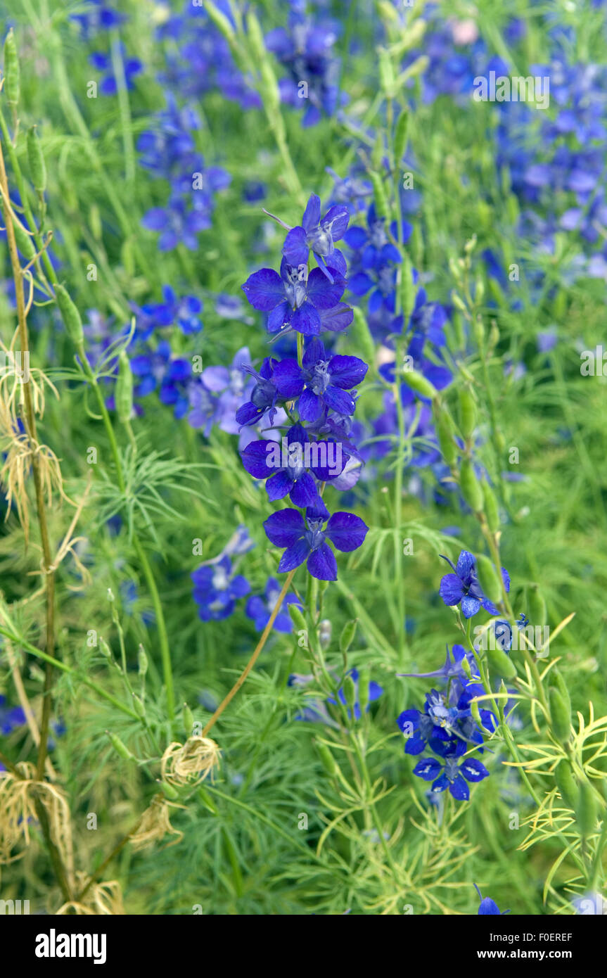 Ackerrittersporn Concolida ; regalis, Delphinium consolida, delphinium, consolida, Banque D'Images