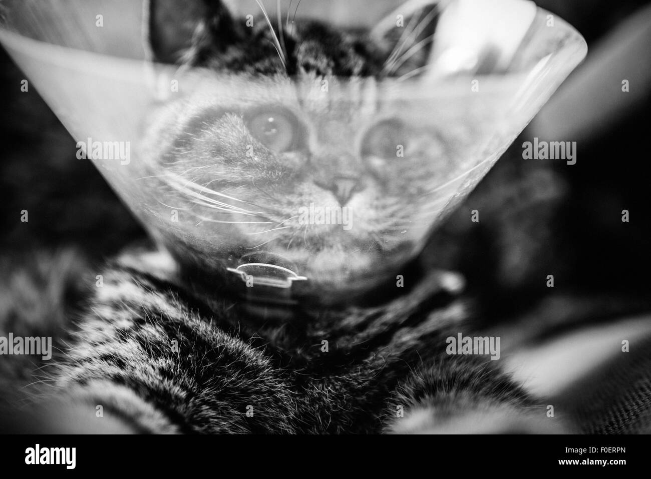 Close up of cat portant un collier de protection en plastique autour du cou. La protection empêche l'animal d'atteindre la partie du corps avec une opération récente. Banque D'Images