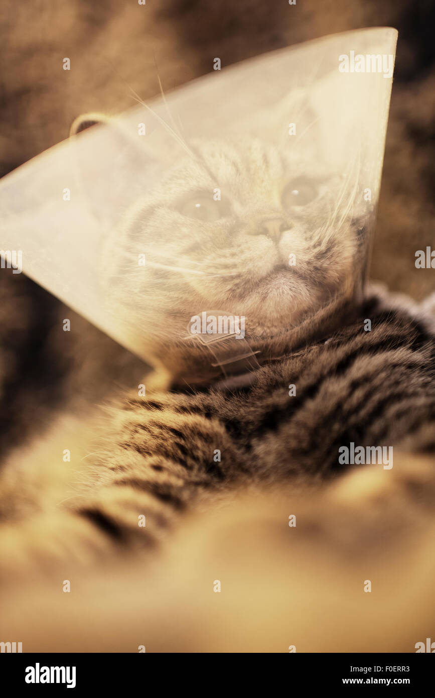 Close up of cat portant un collier de protection en plastique autour du cou. La protection empêche l'animal d'atteindre la partie du corps avec une opération récente. Banque D'Images