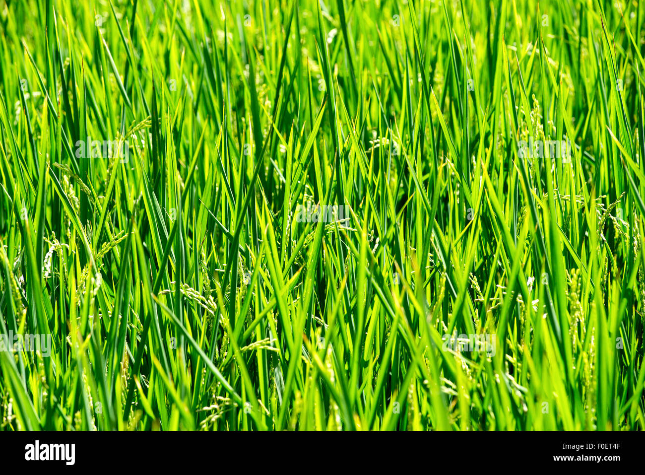 Les jeunes plants de riz vert frais dans une plantation ou rizière Banque D'Images