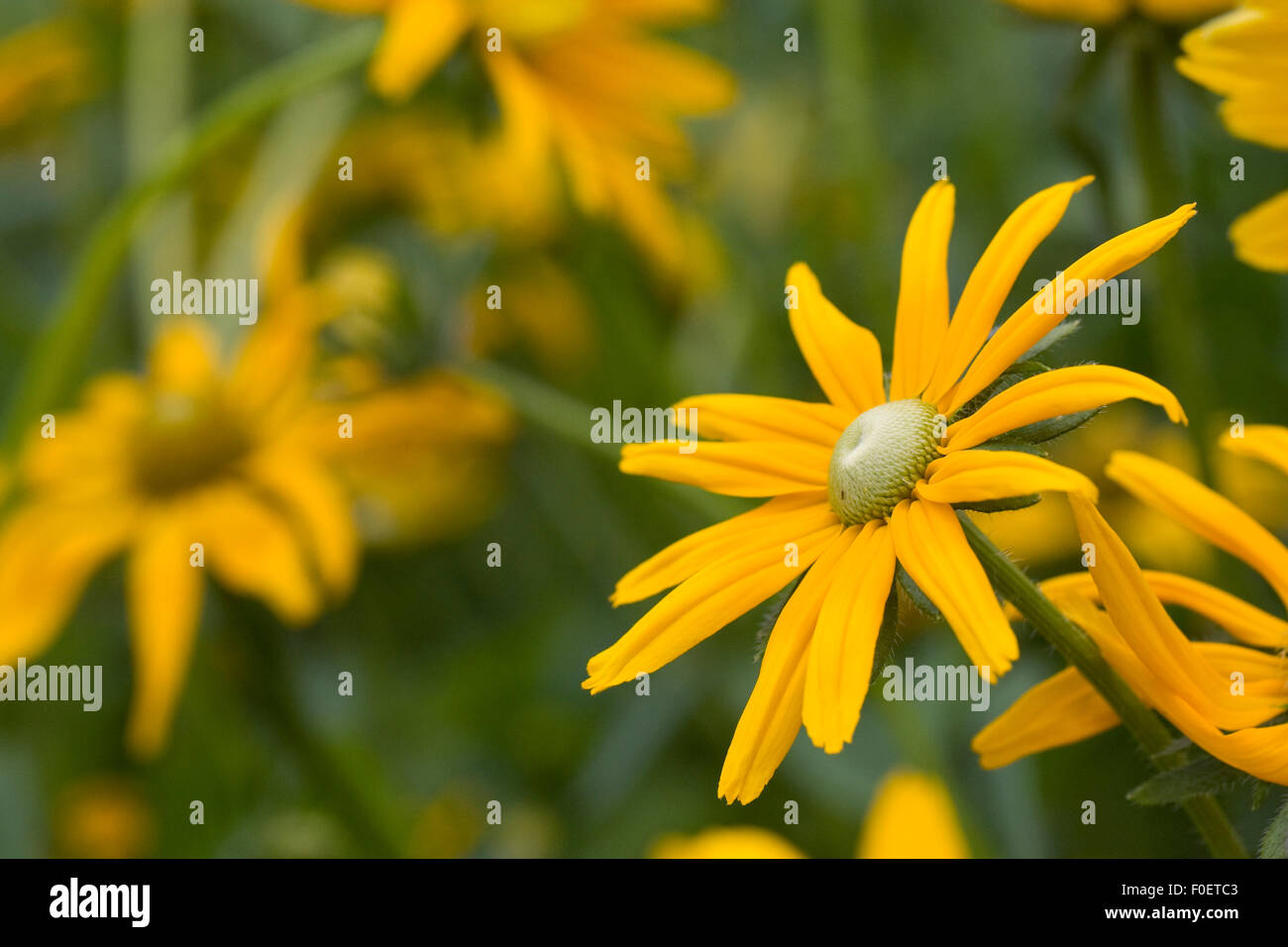 Rudbeckia hirta 'Irish Eyes'. Coneflower dans de plus en plus une frontière. Banque D'Images