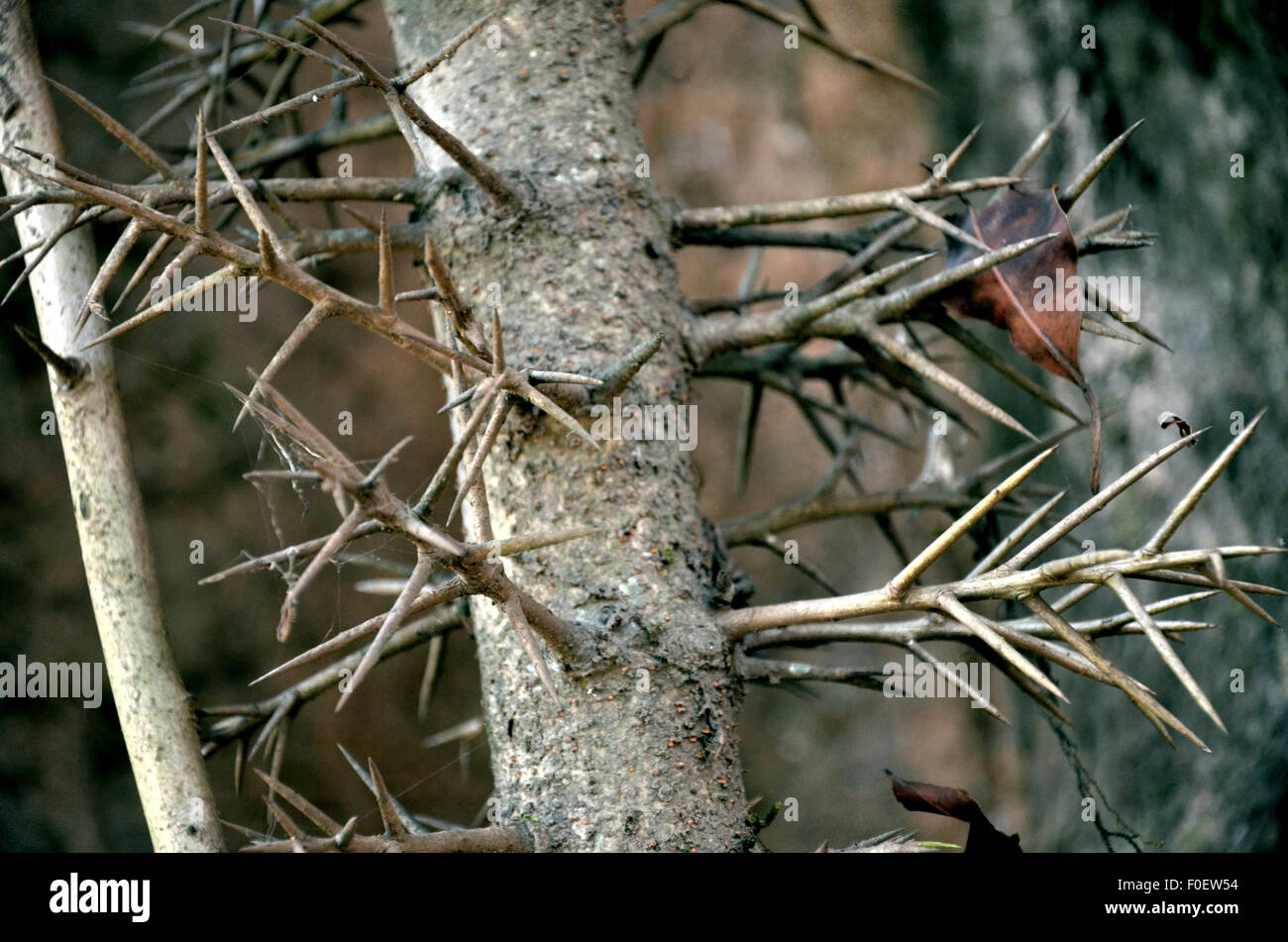 Plante épineuse Banque D'Images