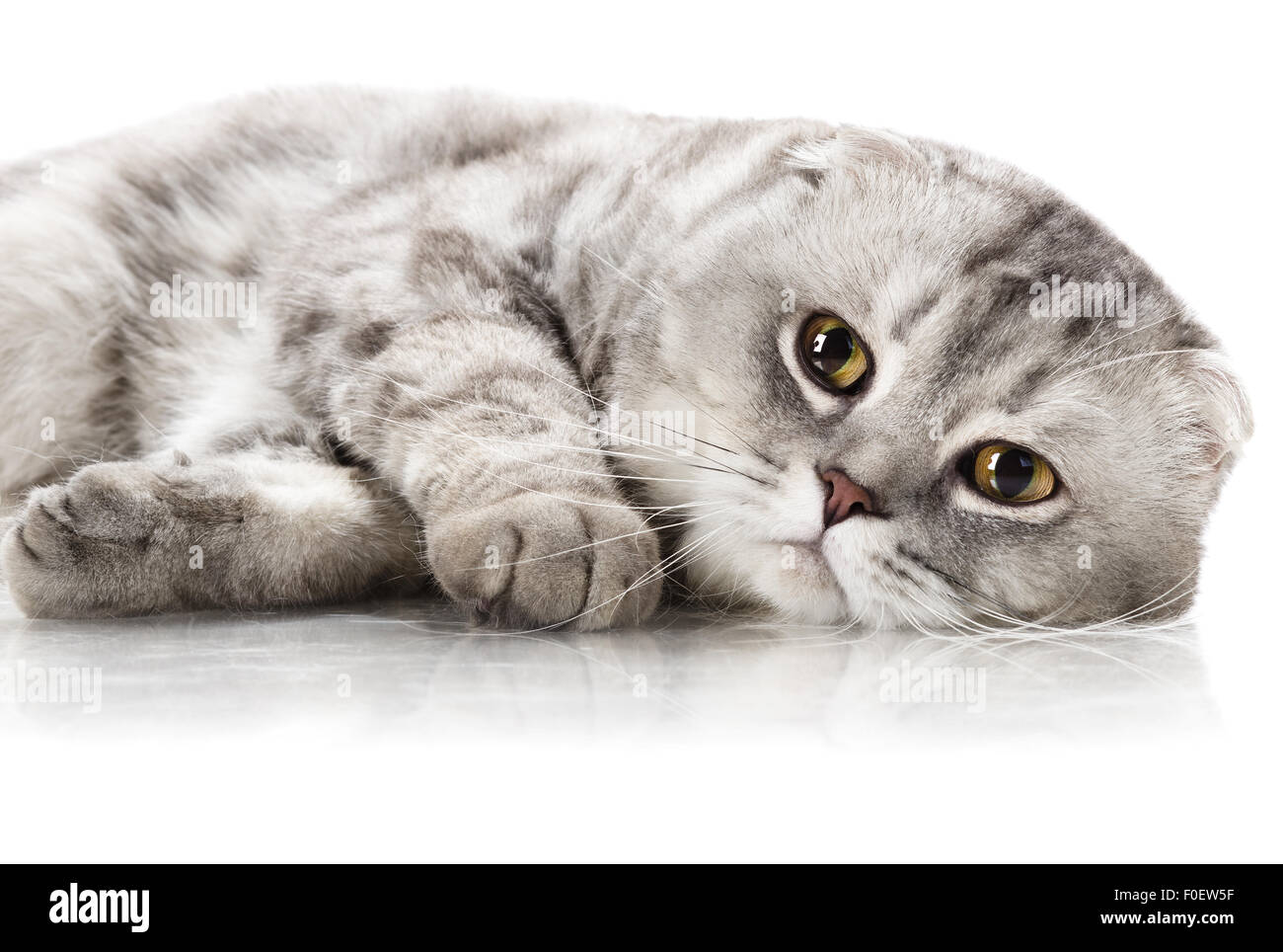 Magnifique Chat Adulte Gris Duveteux Race Scottish Fold