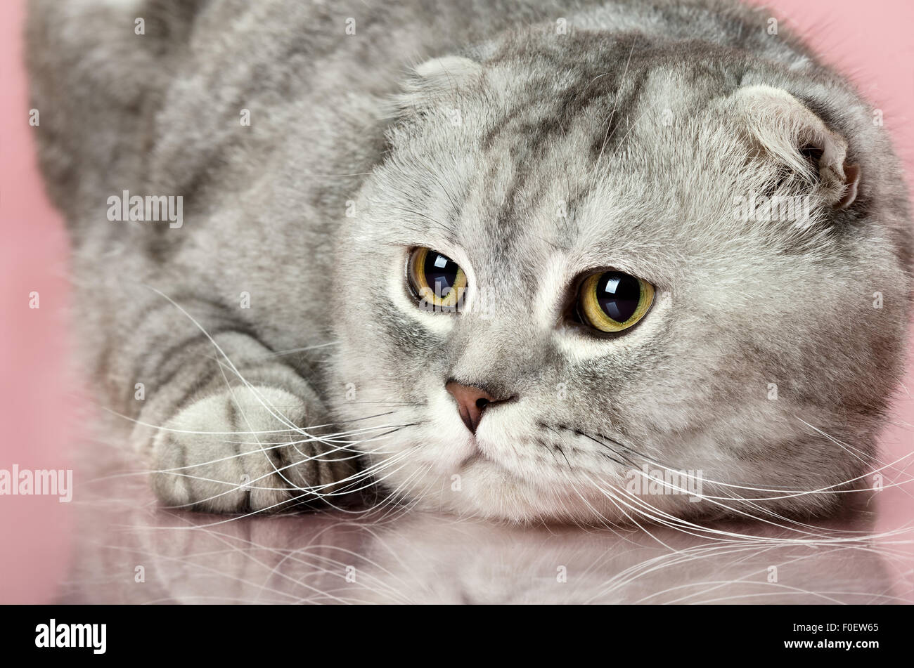 Magnifique chat adulte gris duveteux, race scottish-fold, portrait Banque D'Images