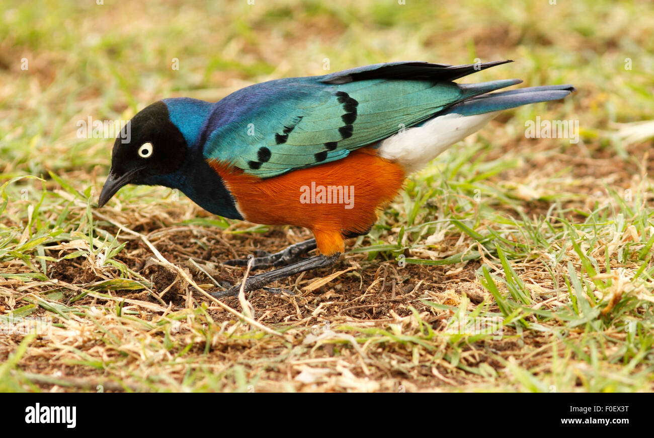 Superbe Starling (Lamprotornis superbus) se nourrissant de sol par le lac Naivasha, Kenya Banque D'Images