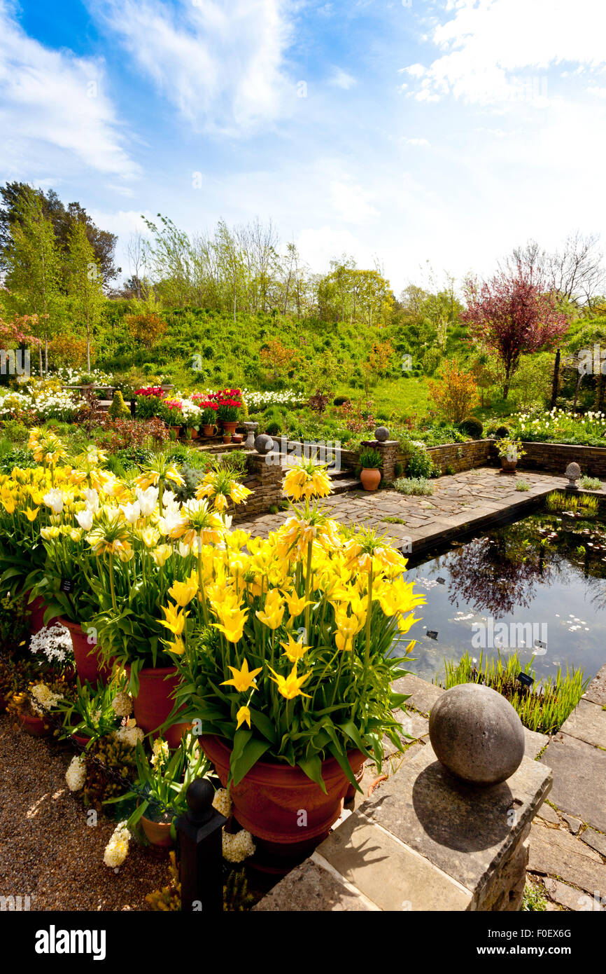 Une exposition magnifique de printemps coloré tulipes dans un jardin d'eau à jardins de Harlow Carr, Harrogate, North Yorkshire, Angleterre, Banque D'Images