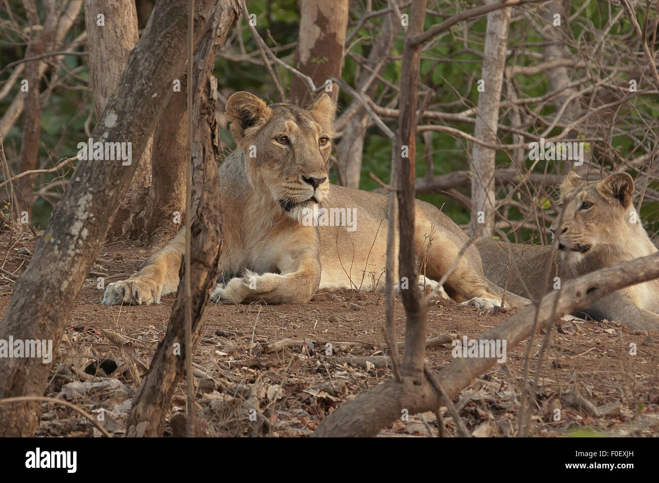 Lion asiatique (Panthera leo leo Leo) Banque D'Images