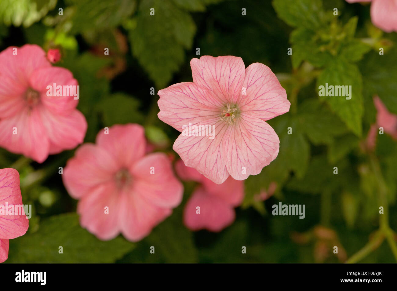 Geranium endressii 'Wargrave Pink' Fleurs Banque D'Images