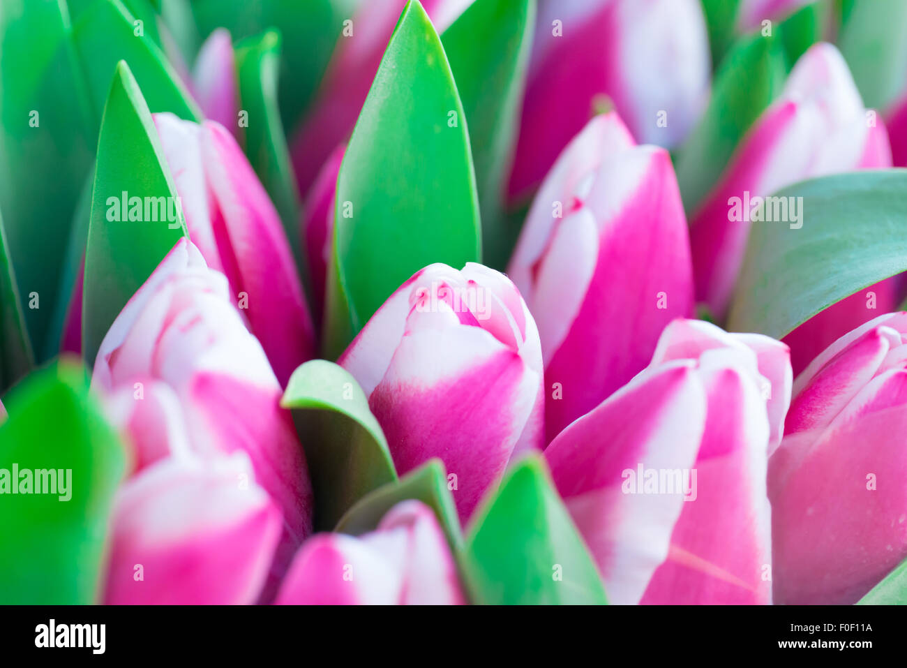 Tulipes rose et blanc avec des feuilles vertes- nature printemps arrière-plan. Soft focus et bokeh Banque D'Images