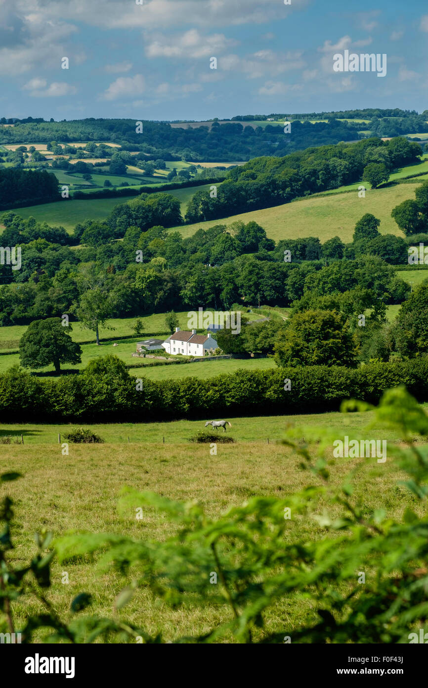 Petite ferme en blanc près de la vallée, Monmouthshire au Pays de Galles. Itton L'été à cheval en champ. Arbres et haies feuillu. Banque D'Images
