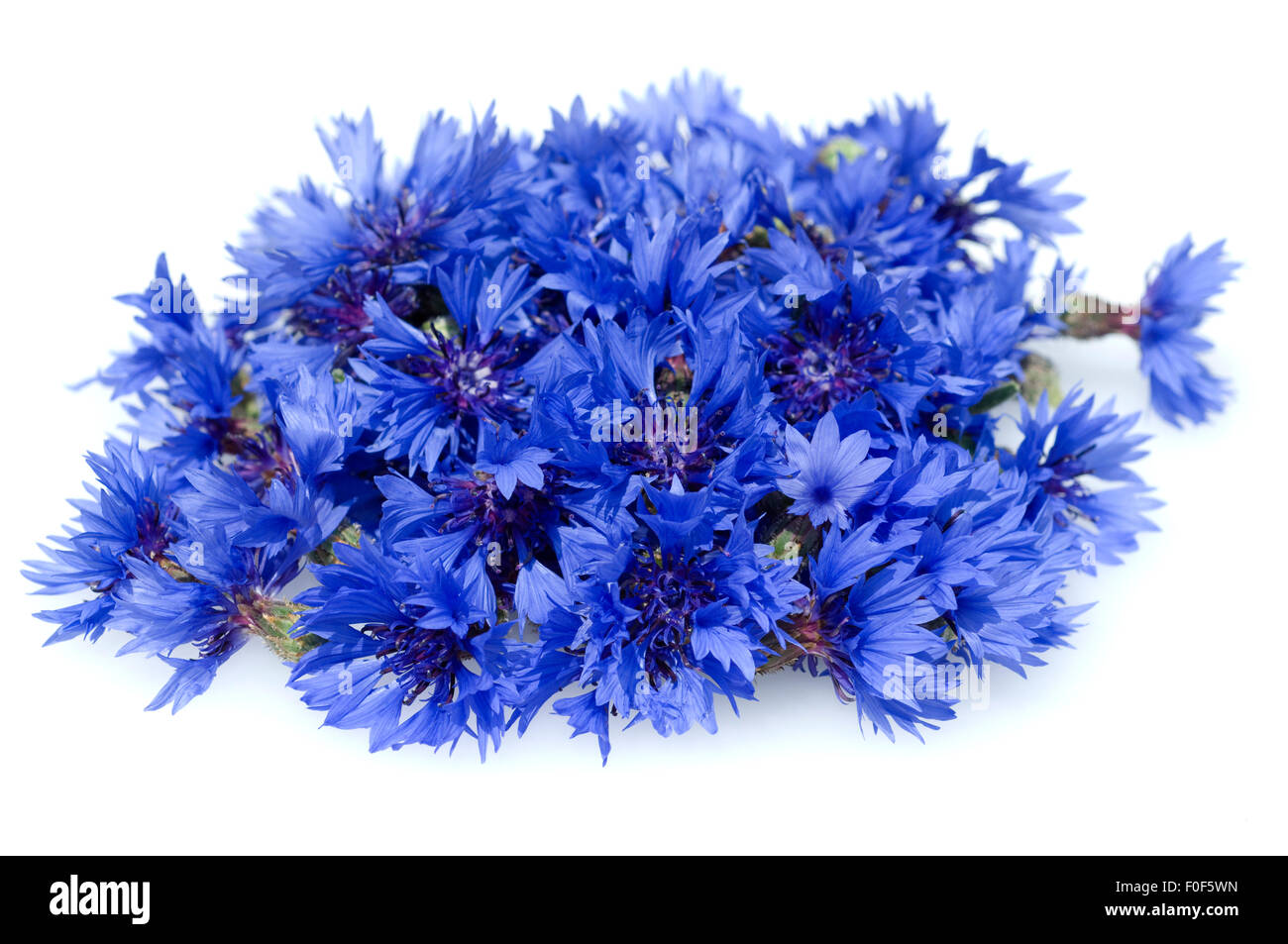 Centaurea cyanus Kornblume ; ; ; ; Ackerpflanzen Kornblumen, Banque D'Images