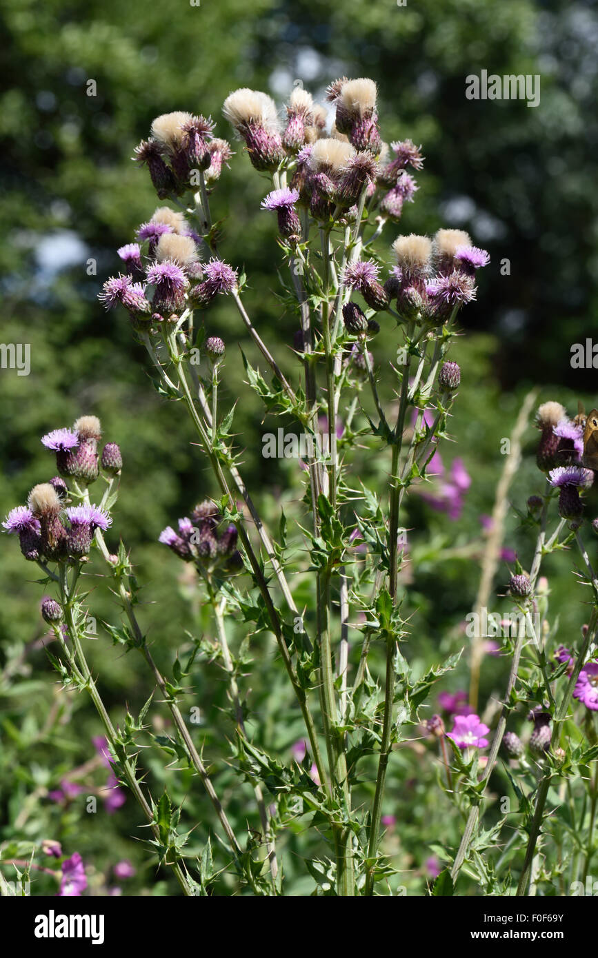 Chardon, Cirsium arvense, fleurs et graines thistledown, Berkshire, Juillet Banque D'Images
