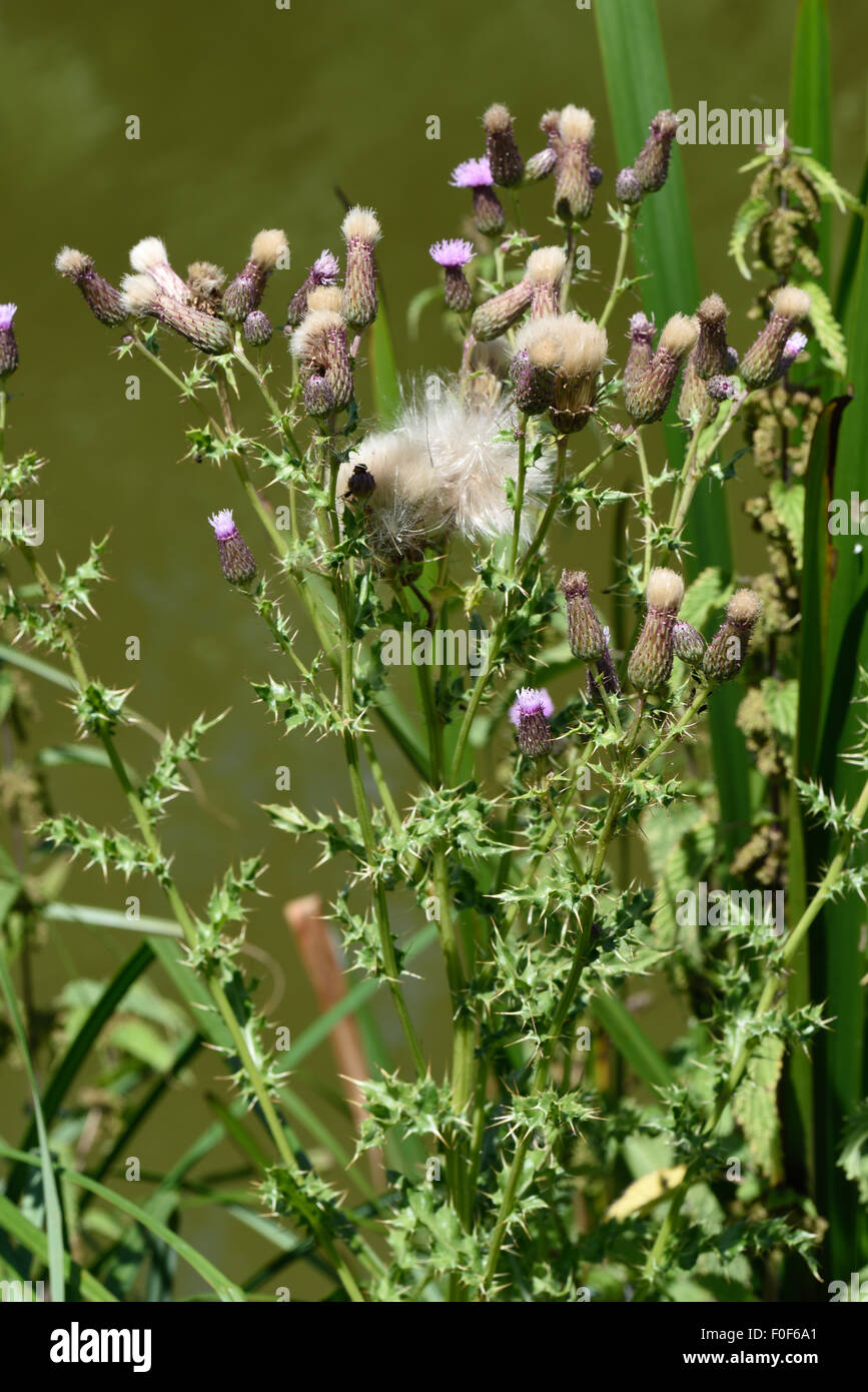 Chardon, Cirsium arvense, fleurs et graines thistledown, Berkshire, Juillet Banque D'Images