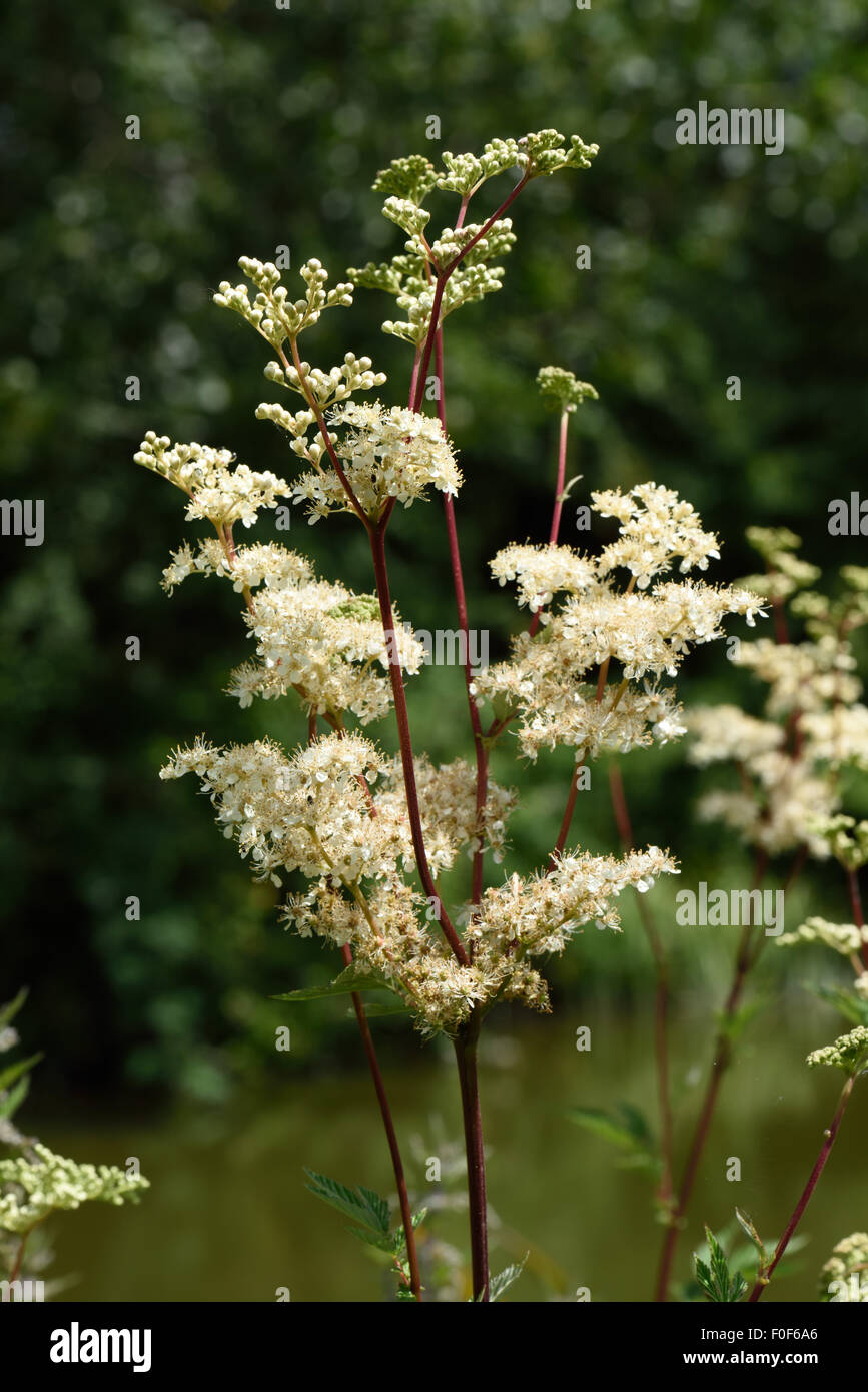 La reine-des-Prés, Filipendula ulmaria, plantes à fleurs sur la rive de la canal Kennet & Avon, Berkshire, Juillet Banque D'Images
