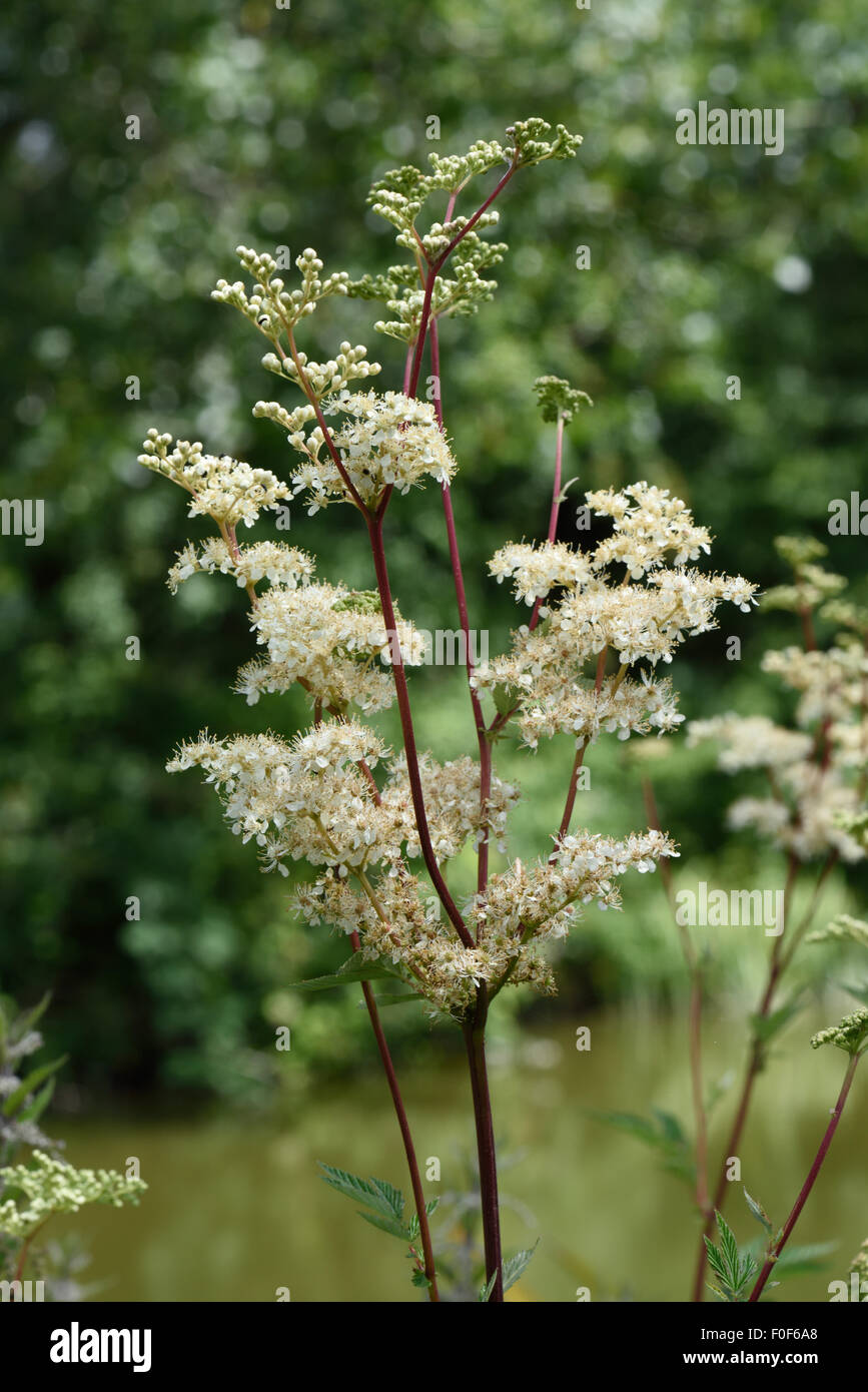 La reine-des-Prés, Filipendula ulmaria, plantes à fleurs sur la rive de la canal Kennet & Avon, Berkshire, Juillet Banque D'Images