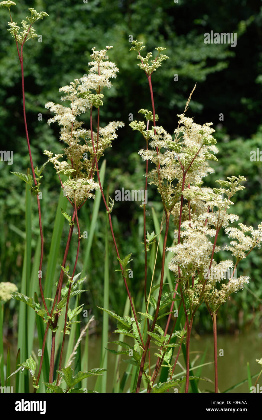 La reine-des-Prés, Filipendula ulmaria, plantes à fleurs sur la rive de la canal Kennet & Avon, Berkshire, Juillet Banque D'Images
