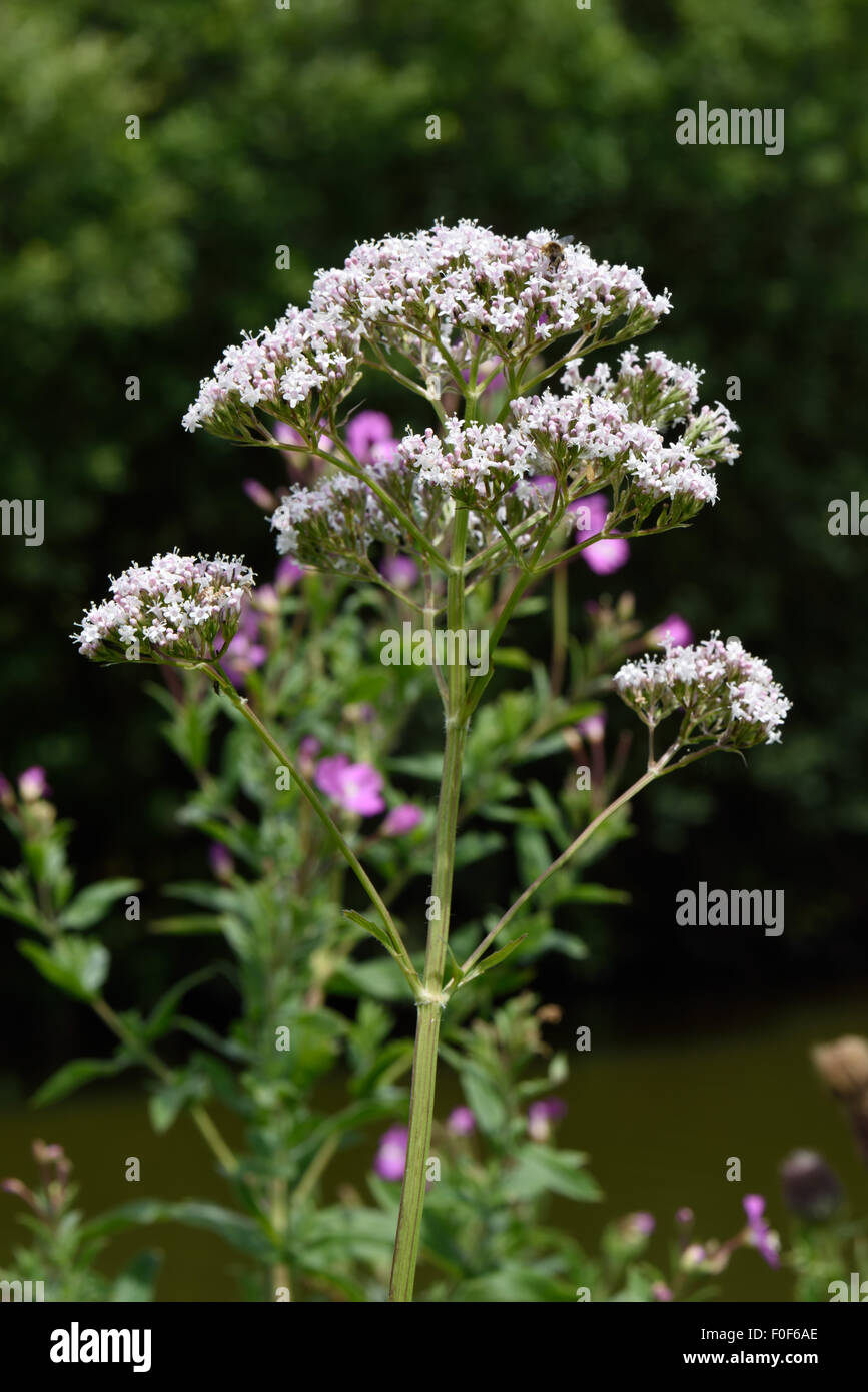 La valériane, Valeriana officinalis commune, la floraison à côté du canal Kennet & Avon, Berkshire, Juillet Banque D'Images