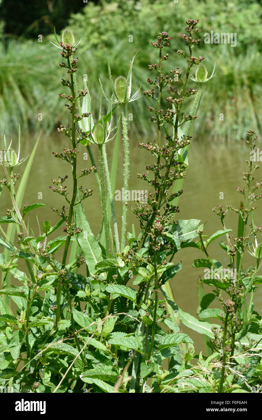 La Scrofulaire noueuse scrofulaire noueuse, floraison, sur la rive de la Kennet & Avon Canal, Berkshire, England, UK, Juillet Banque D'Images