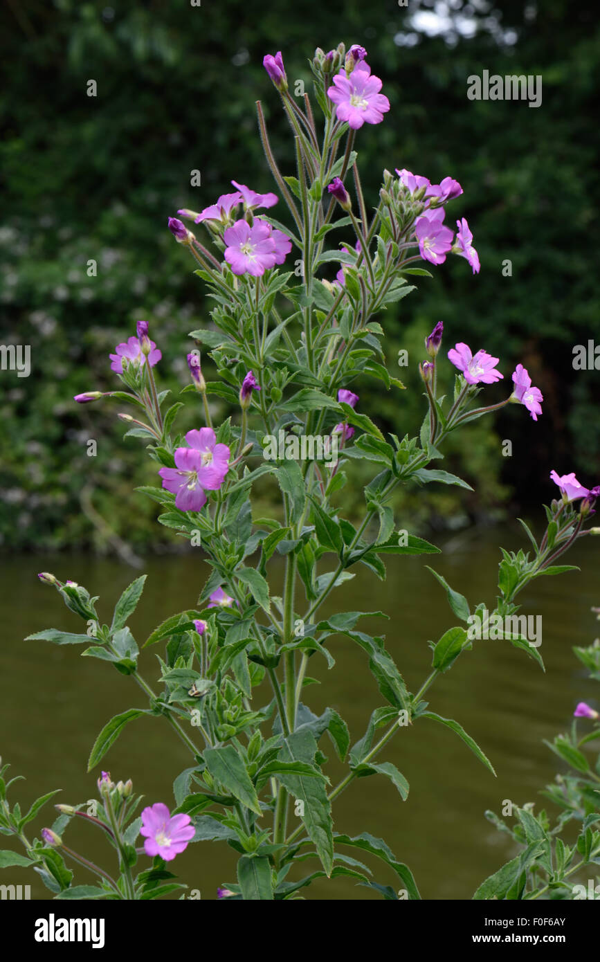 Grand willowherb, Epilobium hirsutus, la floraison le long des rives du canal Kennet & Avon en été, Juillet, Berkshire Banque D'Images