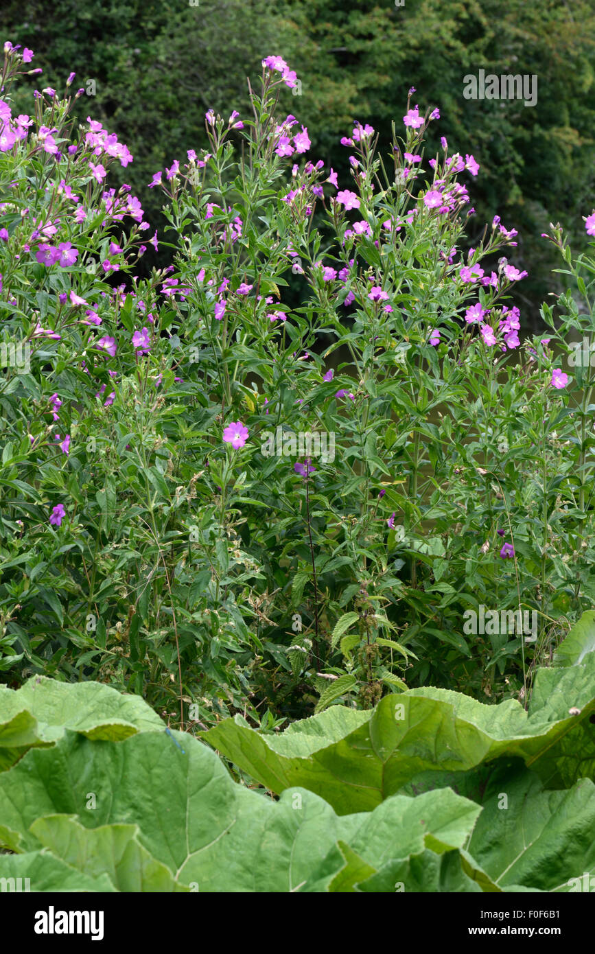 Grand willowherb, Epilobium hirsutus, la floraison avec feuilles de pétasite le long des rives du canal Kennet & Avon, Juillet, Berkshir Banque D'Images