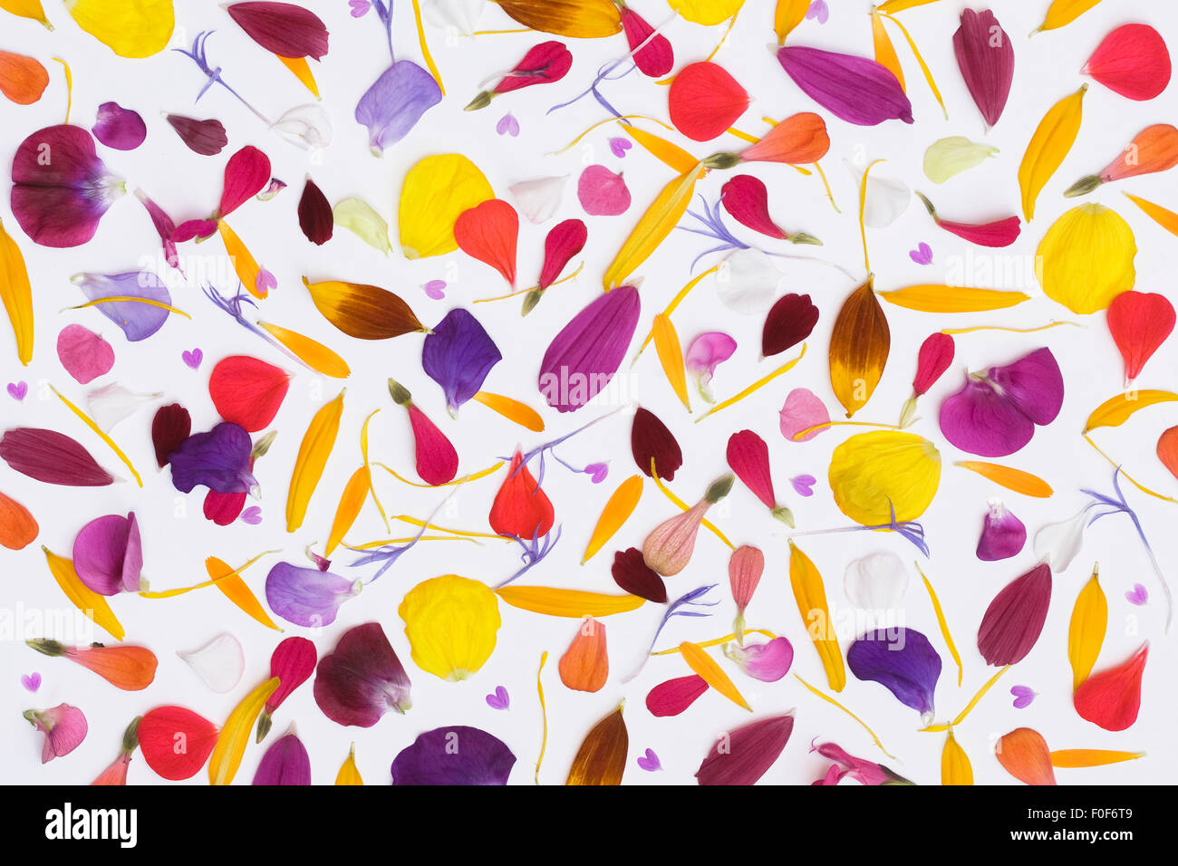 Assortiment de pétales de fleurs sur un fond blanc. Banque D'Images