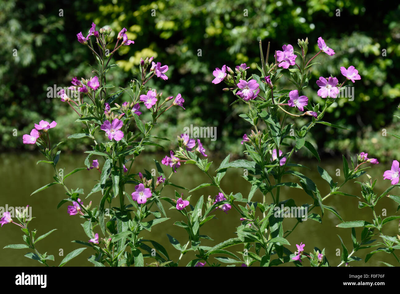 Grand willowherb, Epilobium hirsutus, la floraison le long des rives du canal Kennet & Avon en été, Juillet, Berkshire Banque D'Images