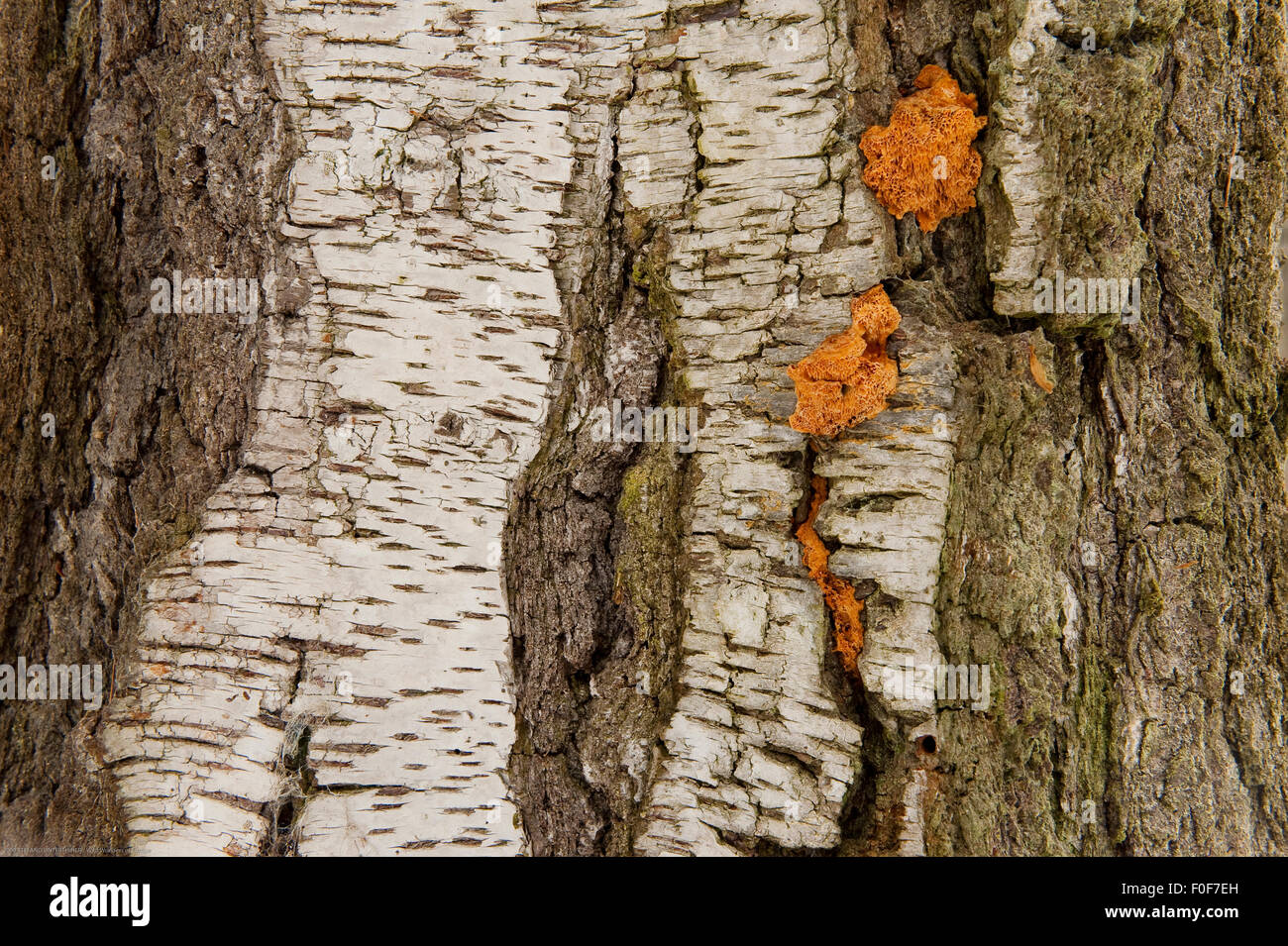 Close up de bouleau pleureur (Betula verrucosa), l'écorce des arbres, Bialowieza NP, Pologne, Février 2009 Banque D'Images