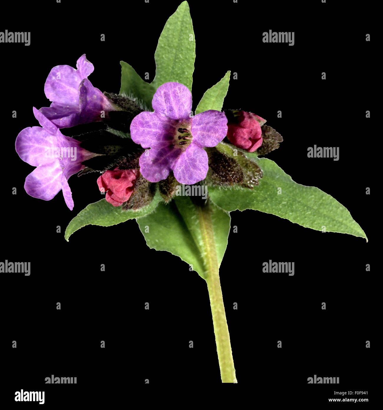 Lungenkraut ; Pulmonaria officinalis, ; Banque D'Images