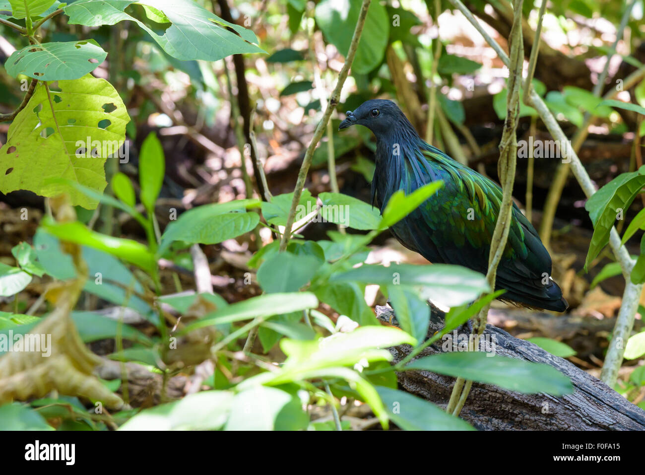 Pigeon Nicobar Nicobar, dove ou Caloenas nicobarica sont des oiseaux qui vivent sur l'île, le tir dans une forêt sur l'île de Koh Miang Similan Banque D'Images