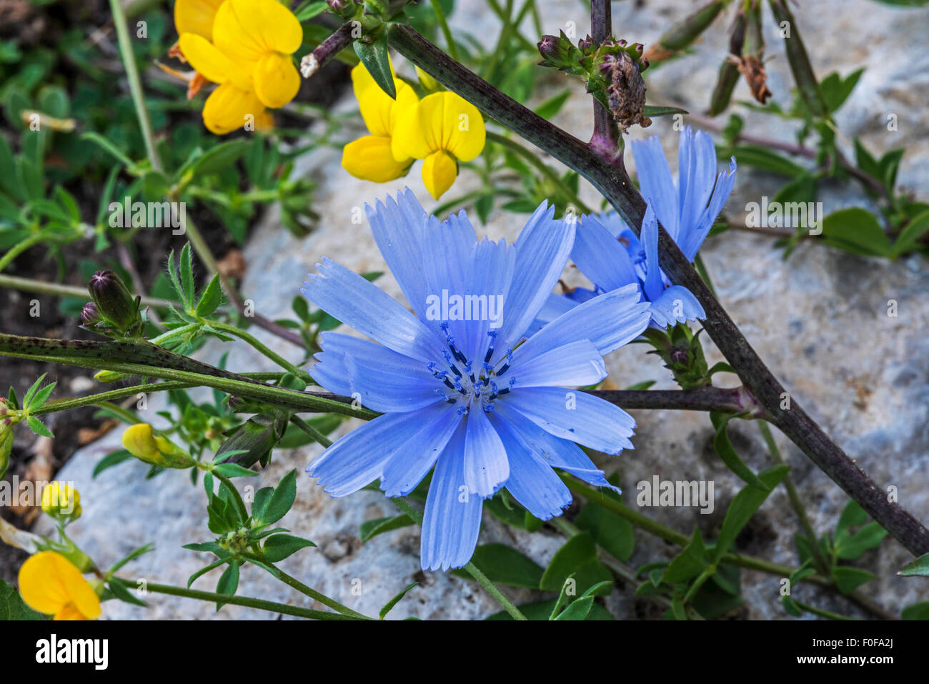 Chicorée commune / daisy bleu / bleu / bleu de pissenlit (Cichorium intybus) lutte contre les mauvaises herbes en fleur Banque D'Images Chicorée commune / daisy bleu / bleu / bleu de pissenlit (Cichorium intybus) lutte contre les mauvaises herbes en fleur Banque D'Images
