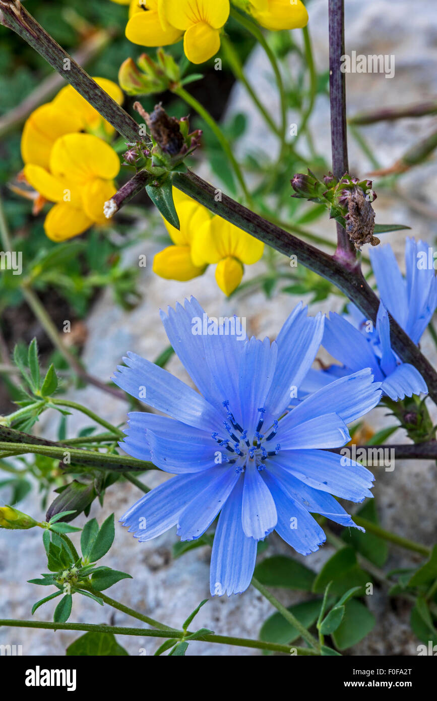 Chicorée commune / daisy bleu / bleu / bleu de pissenlit (Cichorium intybus) lutte contre les mauvaises herbes en fleur Banque D'Images Chicorée commune / daisy bleu / bleu / bleu de pissenlit (Cichorium intybus) lutte contre les mauvaises herbes en fleur Banque D'Images