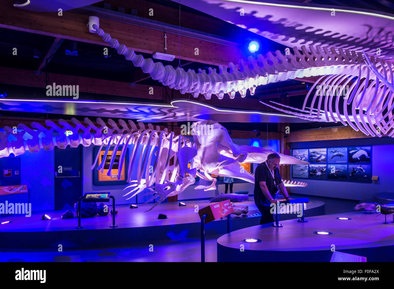 Exposition de squelettes de baleines à l'Ecomare, centre de la nature et de la vie marine sur Texel, Pays-Bas Banque D'Images