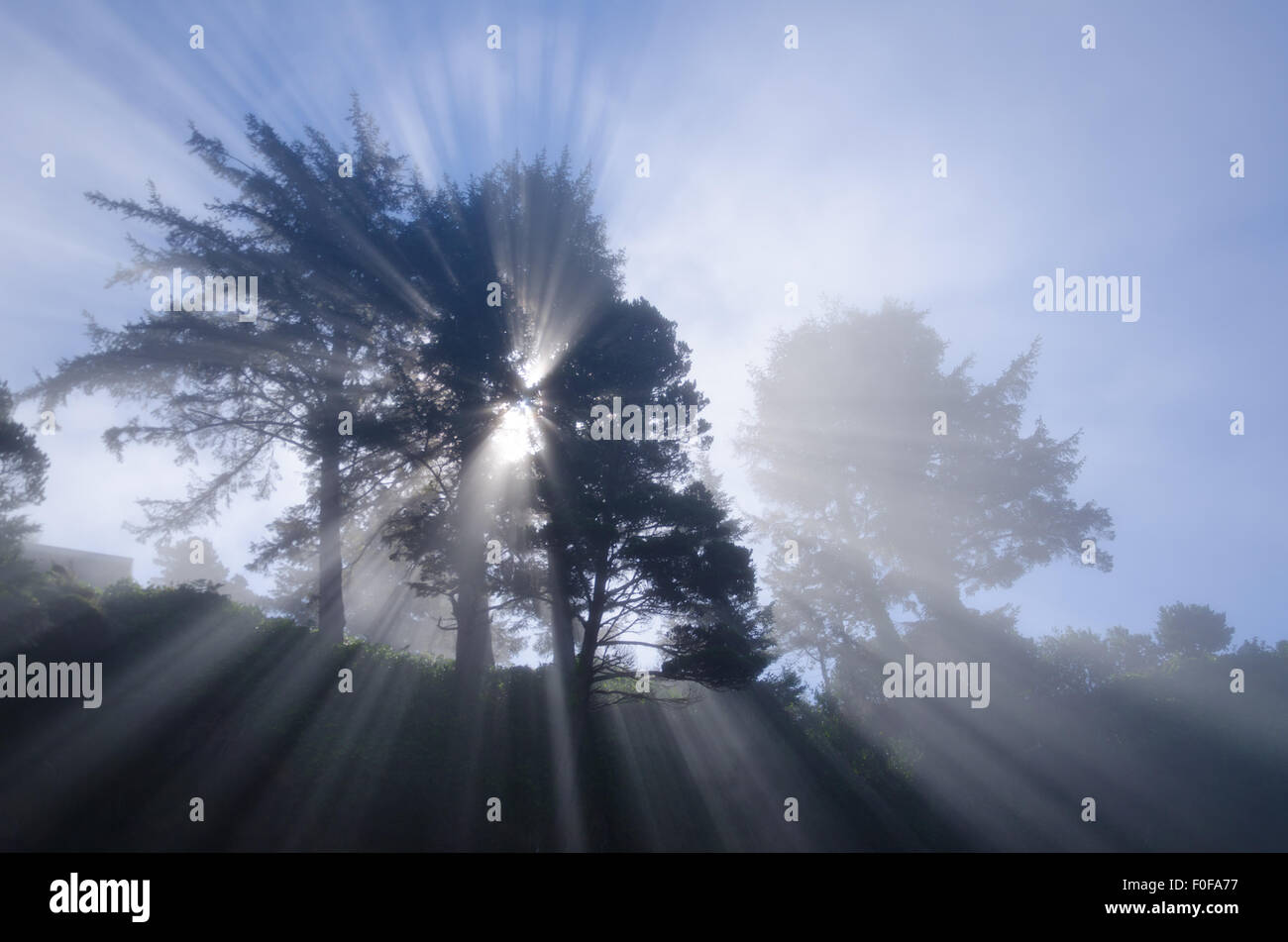 La lumière du soleil illumine l'arbre et le paysage de plage sur la côte de l'Oregon. Banque D'Images