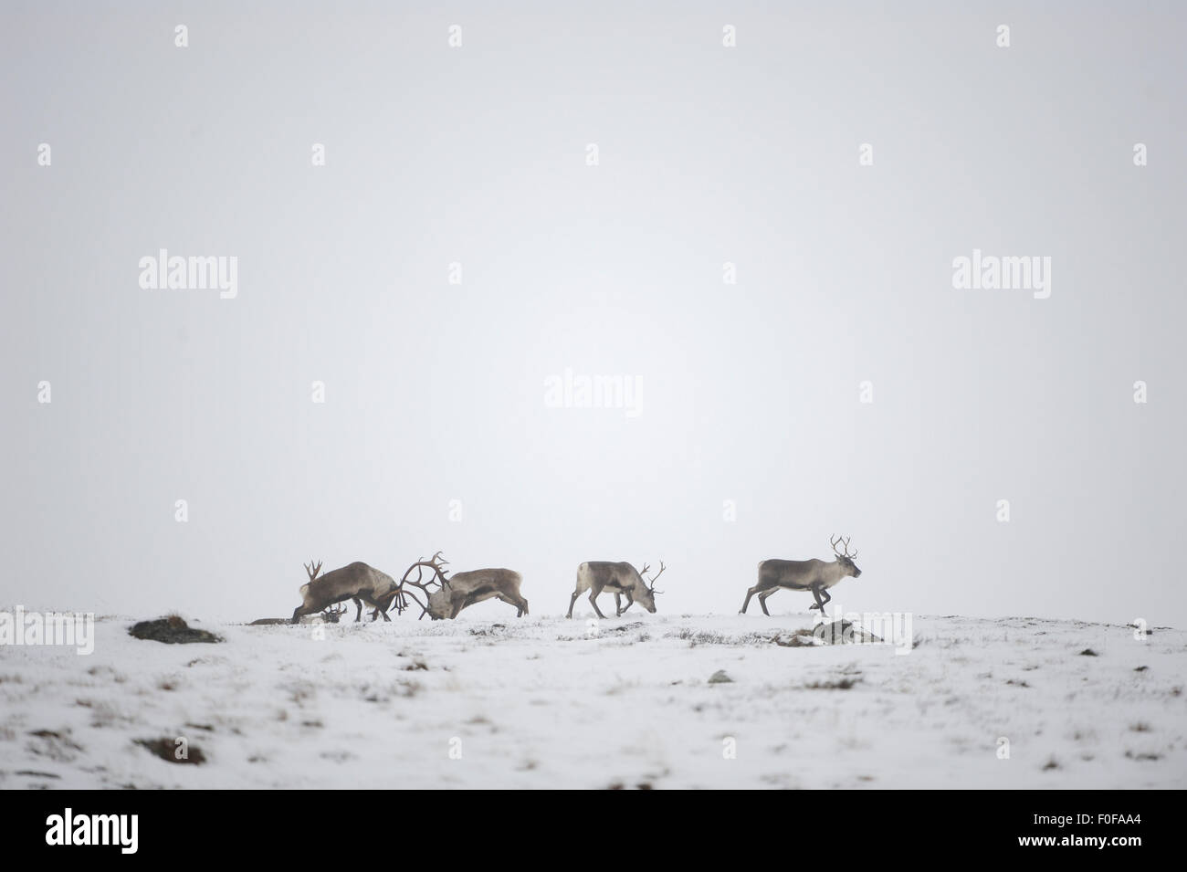 Le renne (Rangifer tarandus) troupeau, deux combats, et d'autres, le Parc National de Forollhogna, Norvège, septembre 2008 Banque D'Images