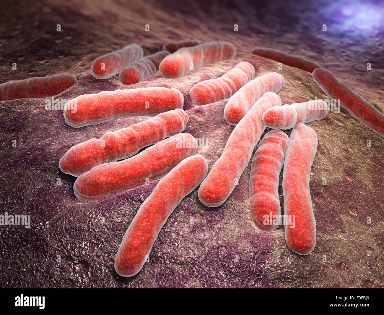 Mycobacterium tuberculosis est un pathogène espèces bactériennes dans la famille Mycobacteriaceae et l'agent causal de la plupart des cas Banque D'Images