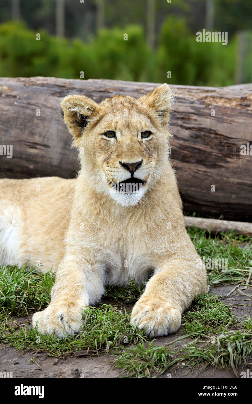 Mignon femelle juvénile lion à Tenikwa Wildlife Centre de réadaptation et de sensibilisation Banque D'Images