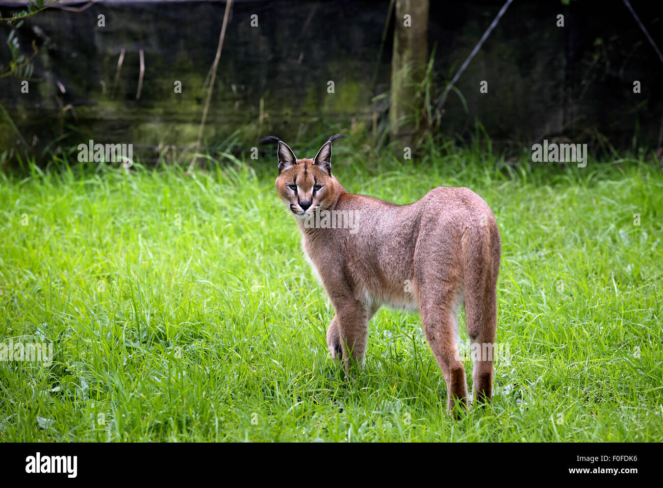 Caracal (Caracal caracal) dans l'enceinte de conservation, Afrique du Sud Banque D'Images