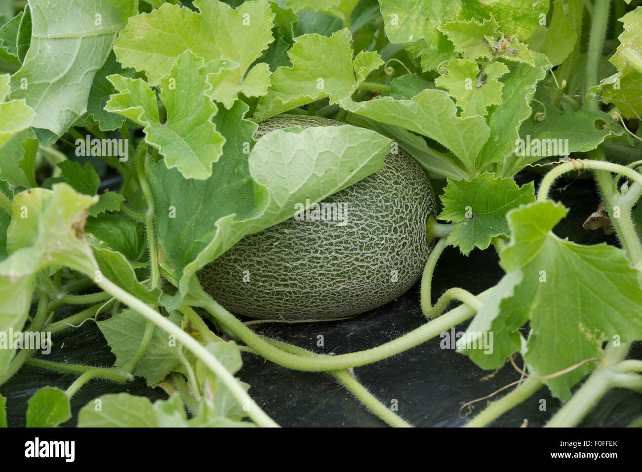 Cucumis melo. "Melon Outdoor wonder' croissant sur l'usine Banque D'Images