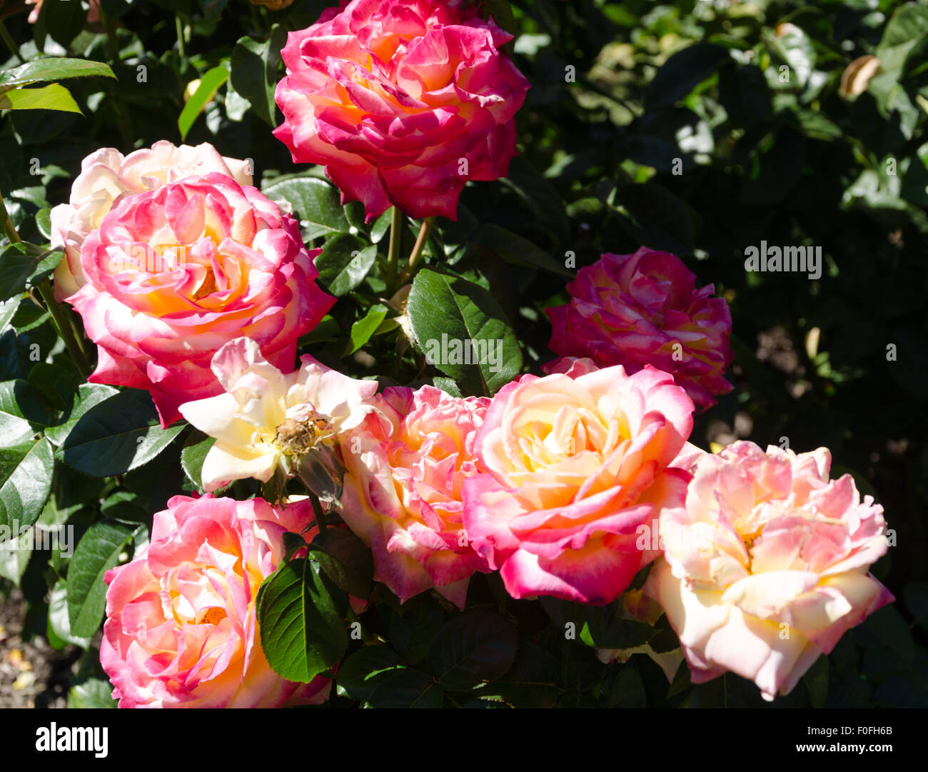 Roses de la célèbre International Portland Rose Jardin d'essai à Washington Park, Oregon. Banque D'Images