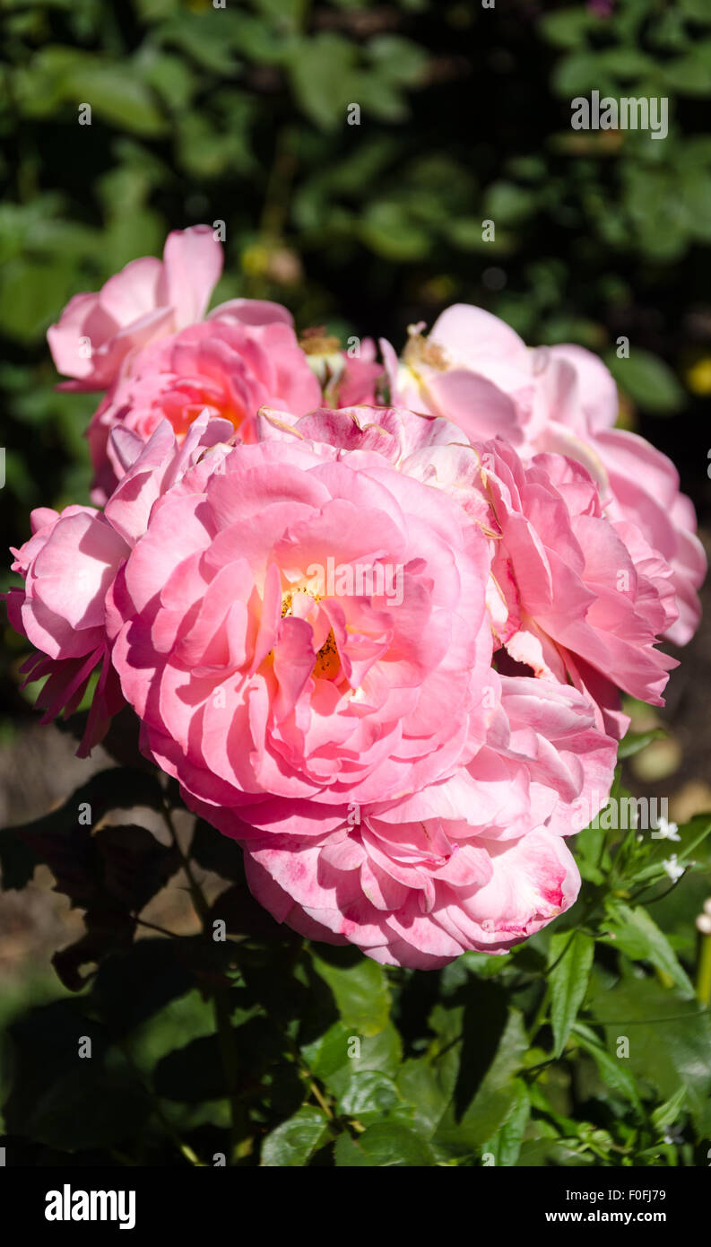 Roses de la célèbre International Portland Rose Jardin d'essai à Washington Park, Oregon. Banque D'Images