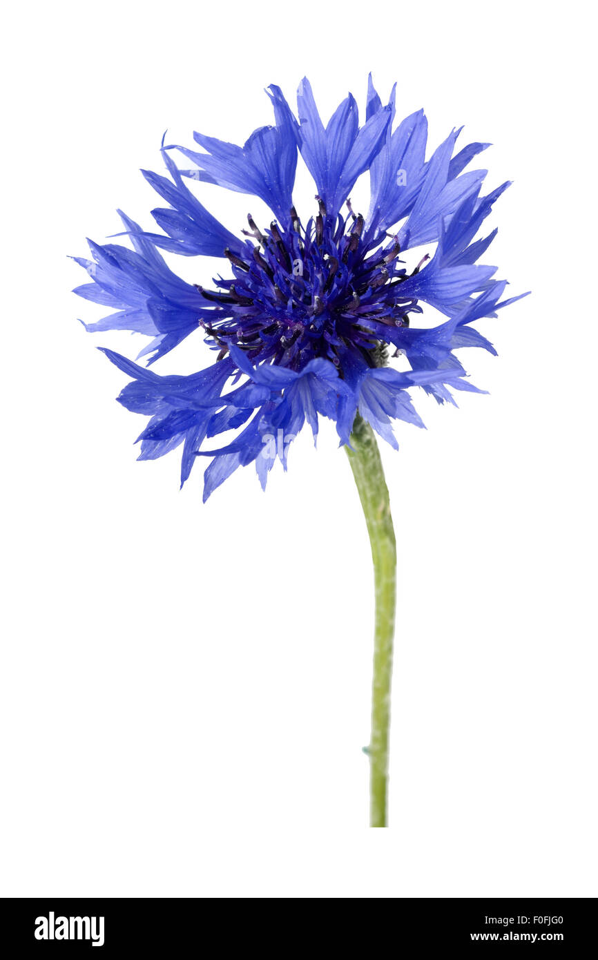 Centaurea cyanus Kornblume ; ; ; Banque D'Images