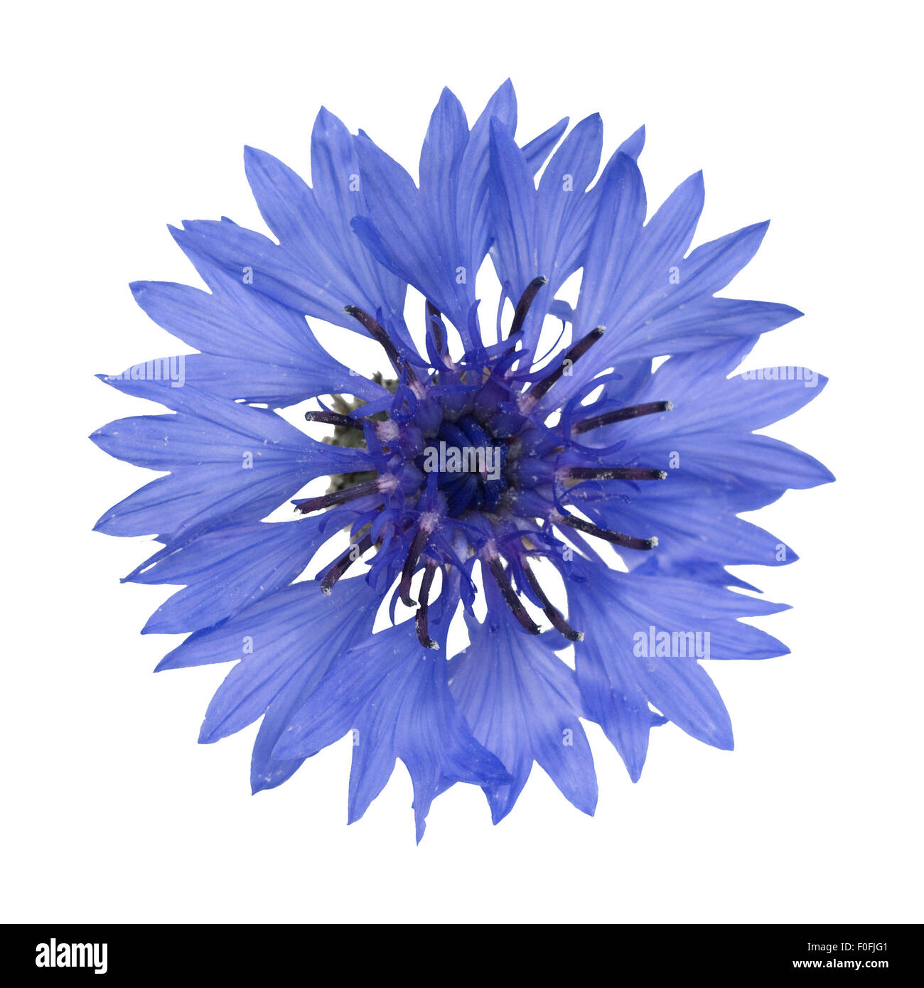 Centaurea cyanus Kornblume ; ; ; Banque D'Images