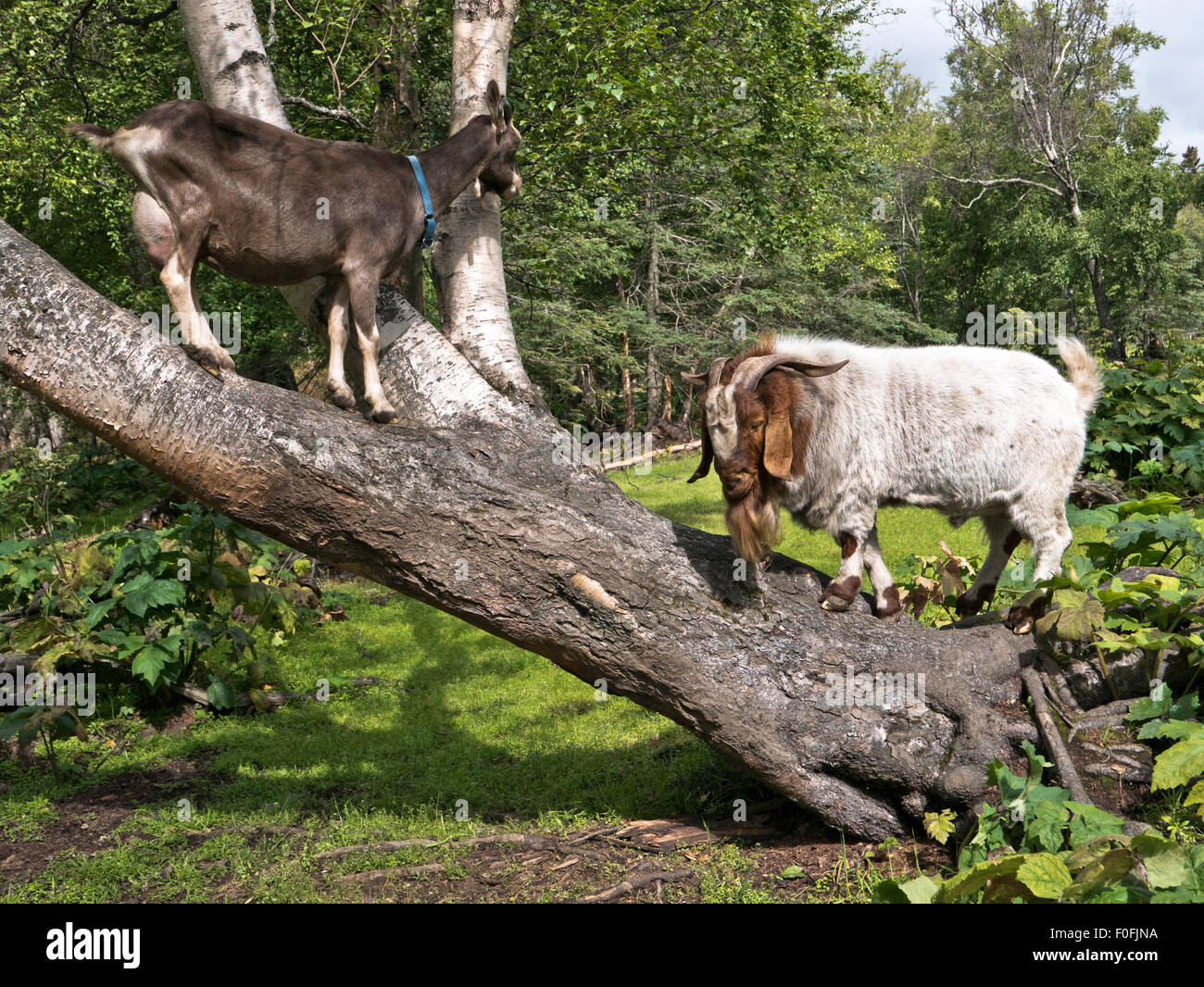 Boer Goat barbu, communiquant avec la femelle, tronc d'arbre de bouleau incliné. Banque D'Images