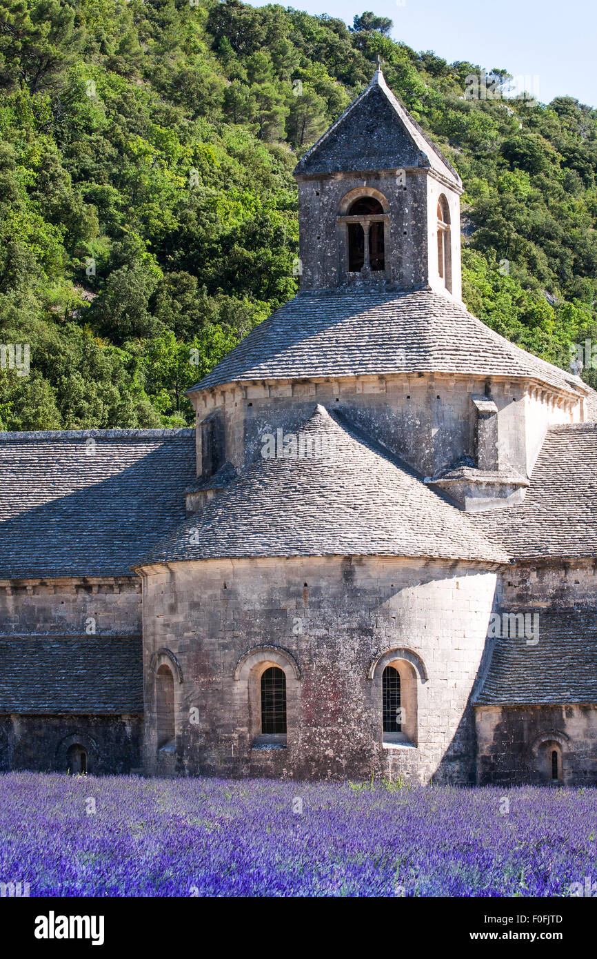 L'Abbaye cistercienne romane du xiie siècle de Notre-Dame de Sénanque, dans les champs de lavande en fleurs de la Provence, France, Europe Banque D'Images