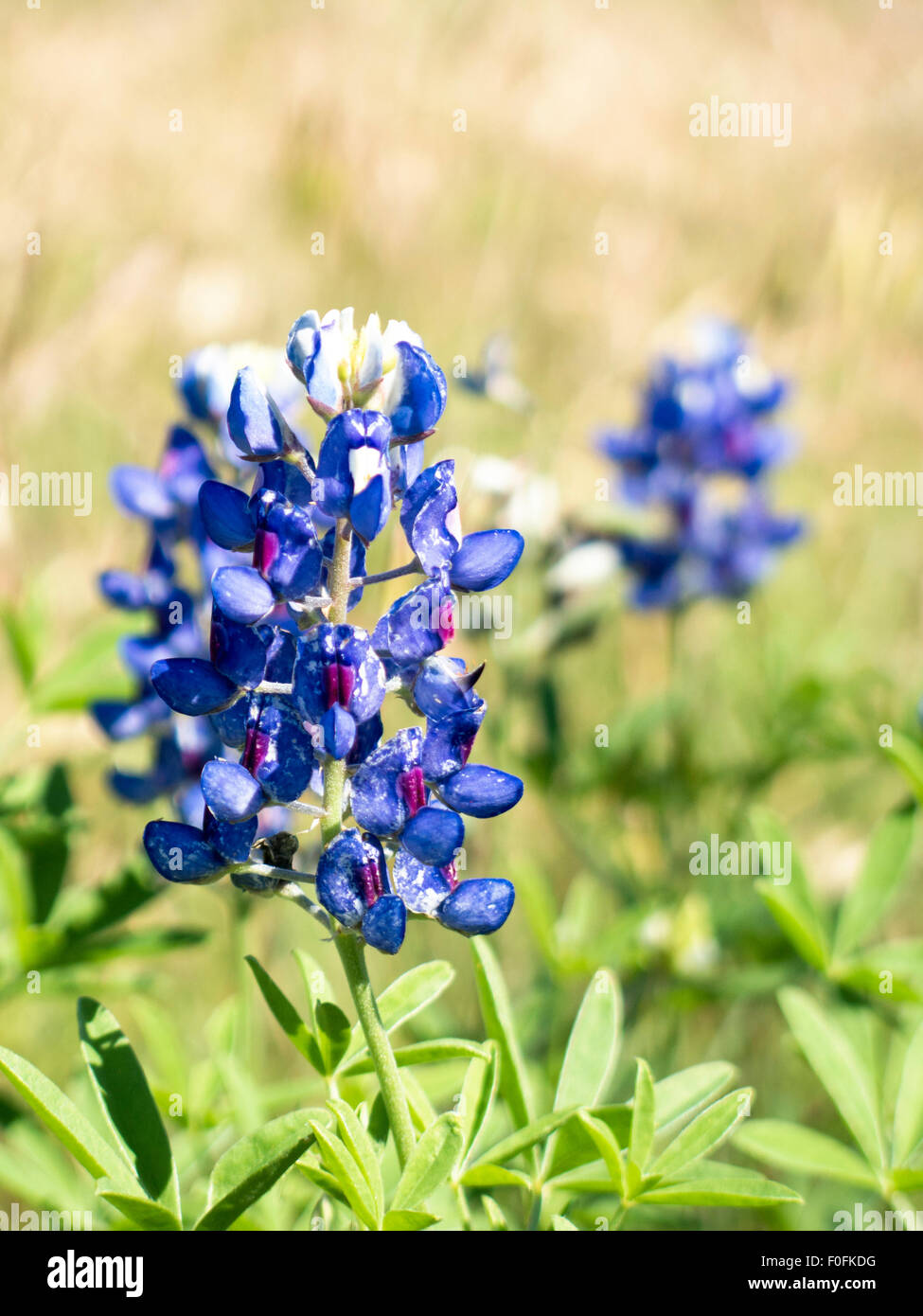 Bluebonnet Banque D'Images