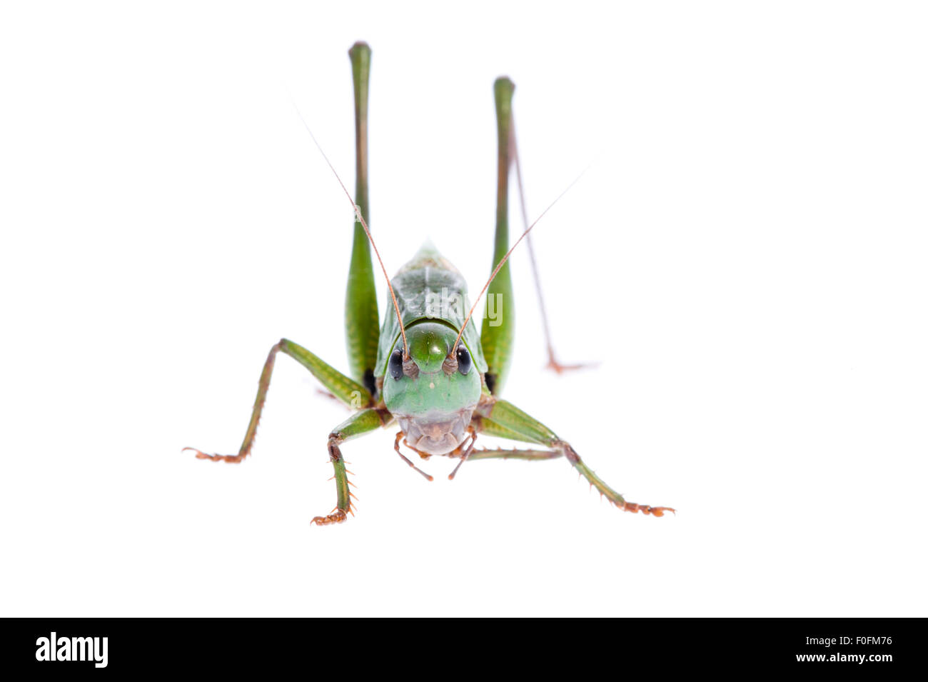 La verrue mordeur (Decticus verrucivorus) Fliess, Naturpark Kaunergrat, Tyrol, Autriche, Juillet 2008 Banque D'Images